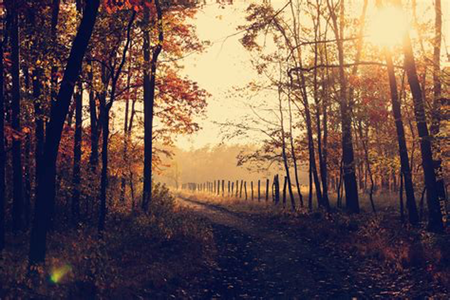 Free Images : tree, nature, path, branch, sunrise, sunset, mist ...